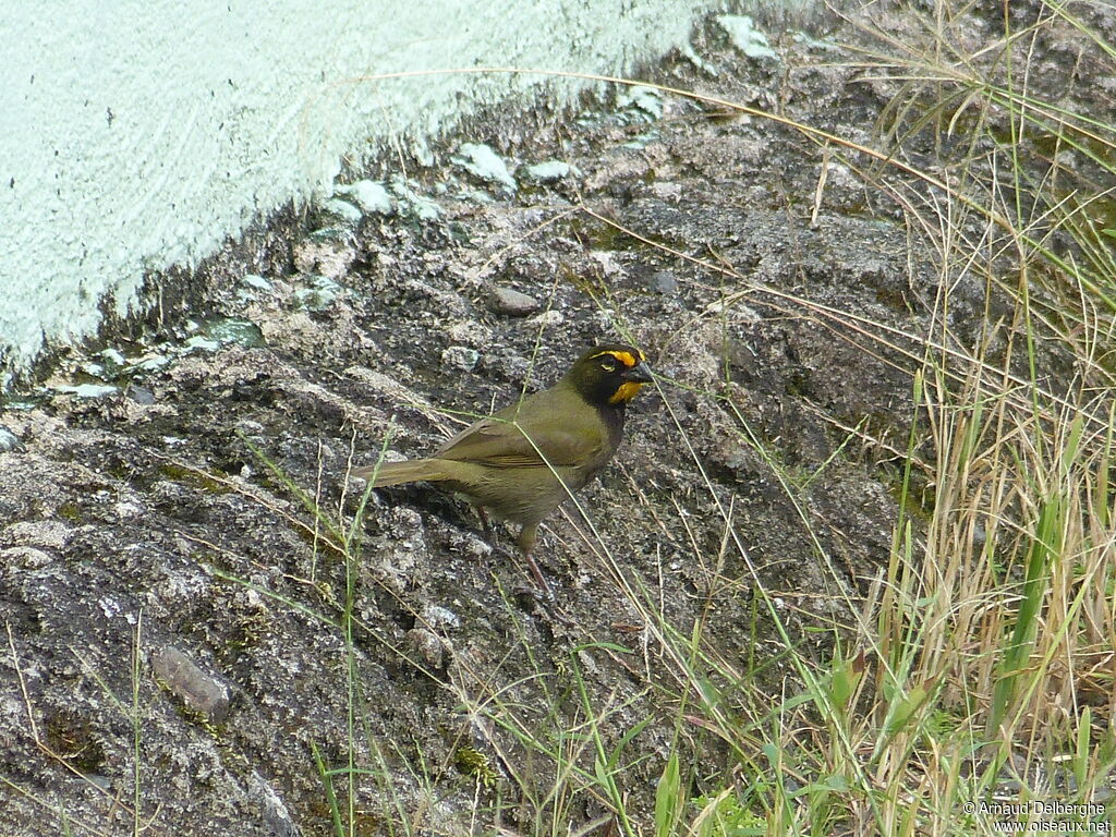 Yellow-faced Grassquit