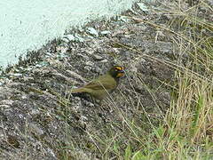 Yellow-faced Grassquit