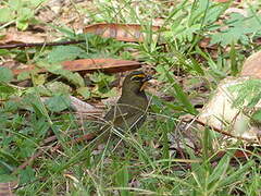 Yellow-faced Grassquit