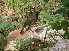 Yellow-faced Grassquit