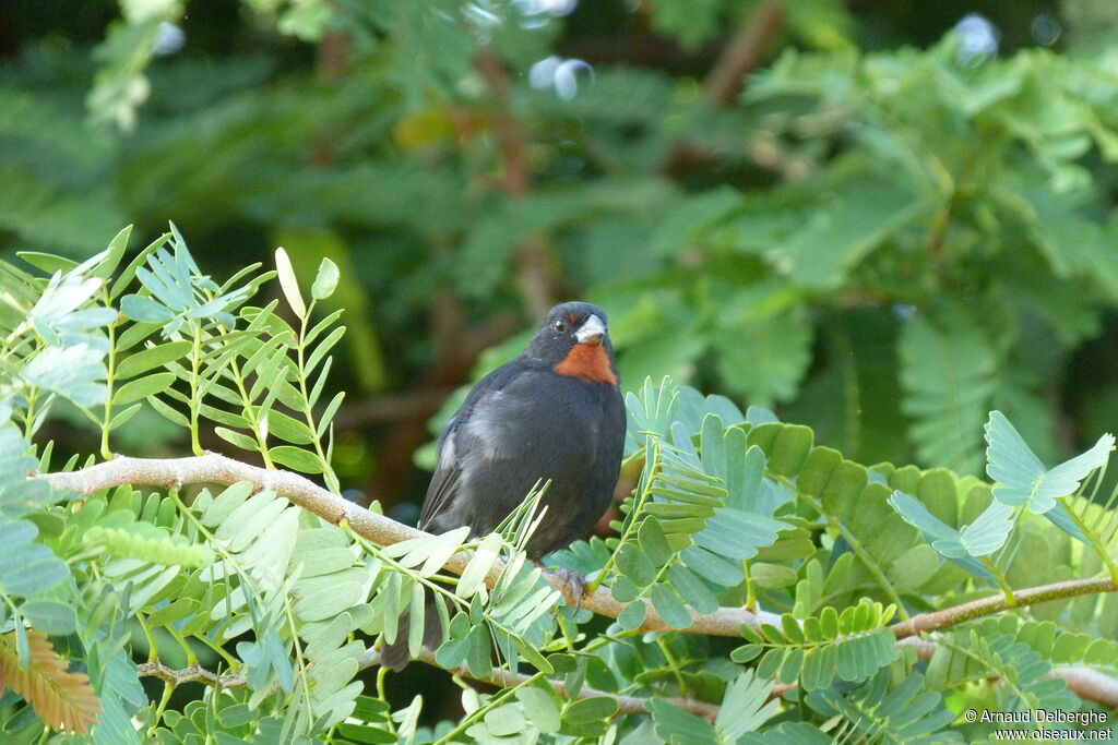 Lesser Antillean Bullfinch