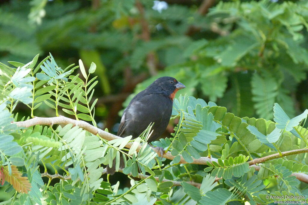 Lesser Antillean Bullfinch