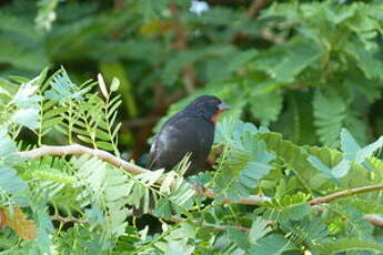 Sporophile rougegorge