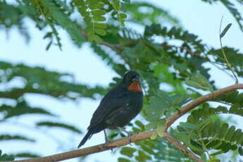 Sporophile rougegorge