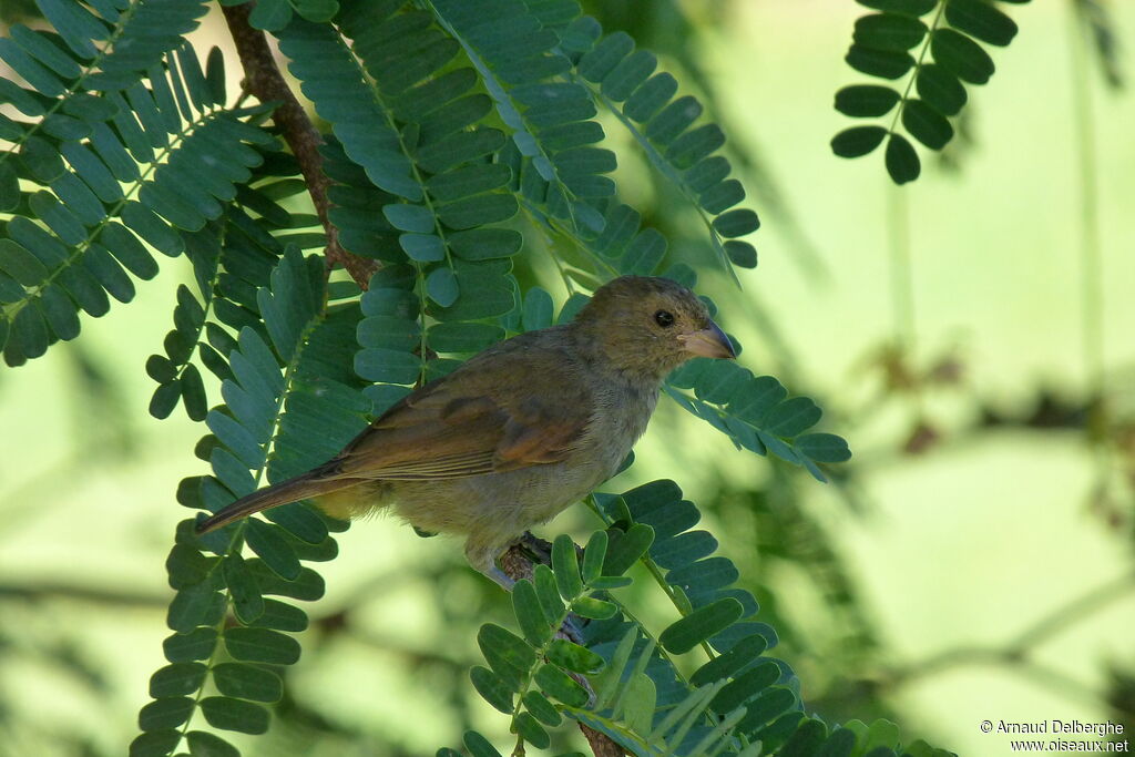 Lesser Antillean Bullfinch female