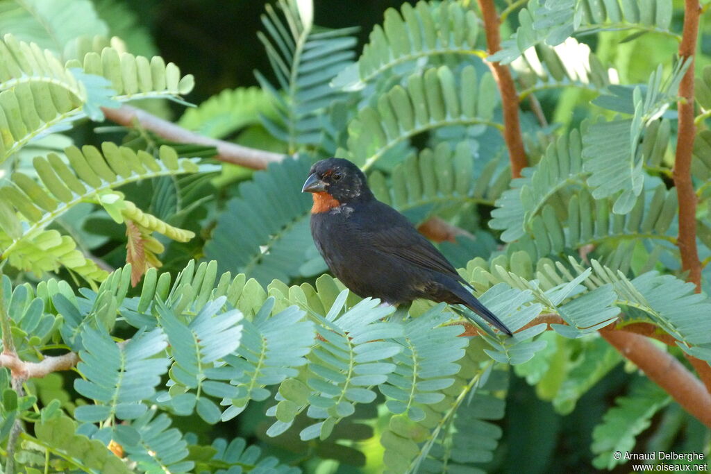 Lesser Antillean Bullfinch male