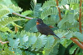 Lesser Antillean Bullfinch