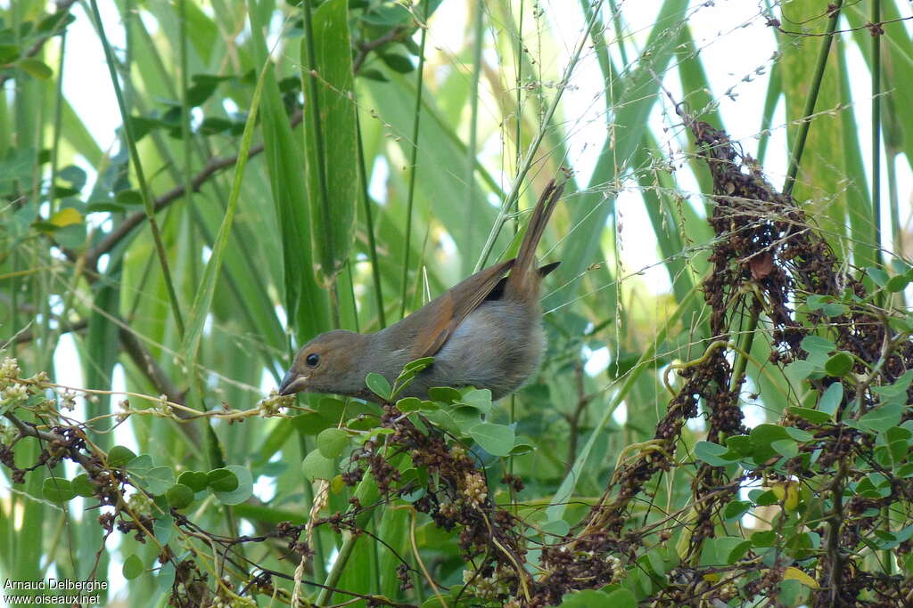 Lesser Antillean Bullfinch female, habitat, pigmentation