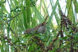 Lesser Antillean Bullfinch