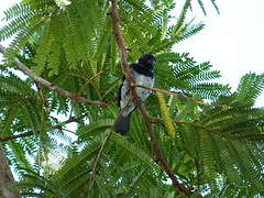 Variable Seedeater