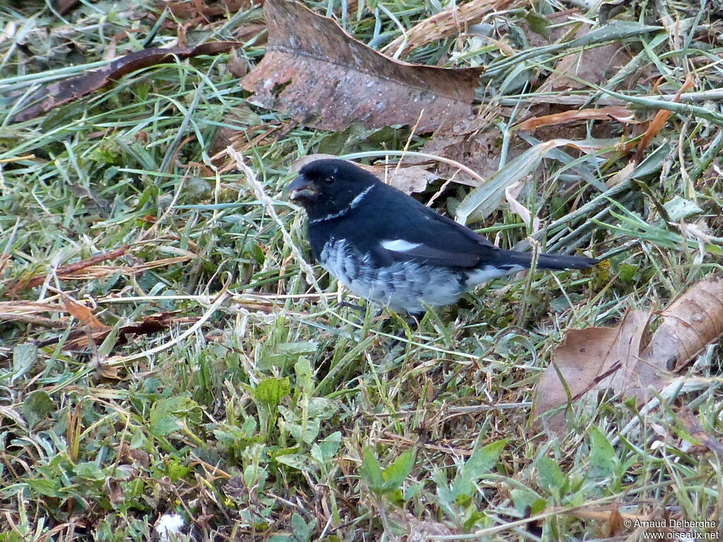 Variable Seedeater