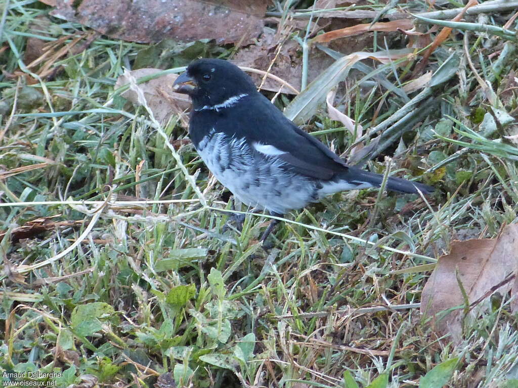 Variable Seedeater male adult, identification