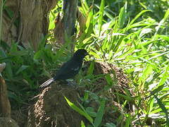 Variable Seedeater