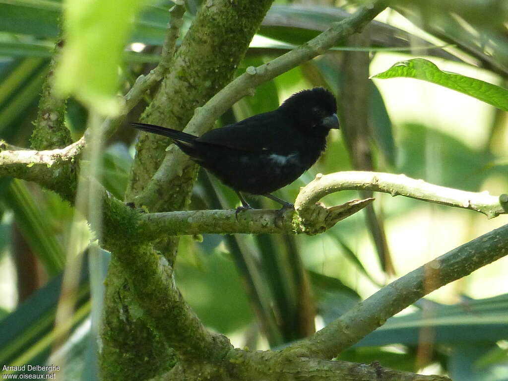 Variable Seedeateradult, identification