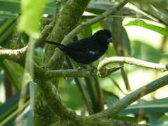 Variable Seedeater