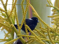 Variable Seedeater