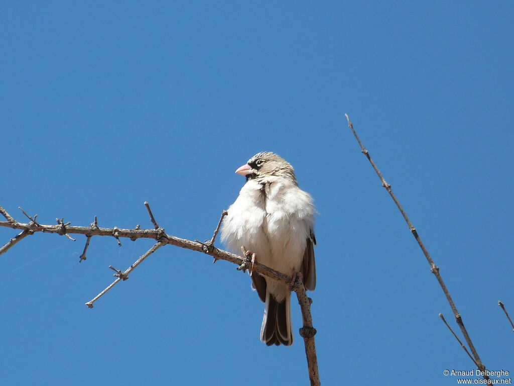 Scaly-feathered Weaver