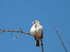 Scaly-feathered Weaver