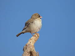 Scaly-feathered Weaver