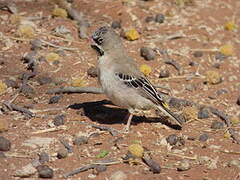 Scaly-feathered Weaver