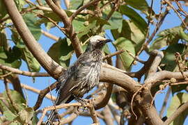 White-crowned Starling