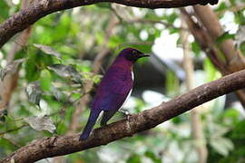 Violet-backed Starling