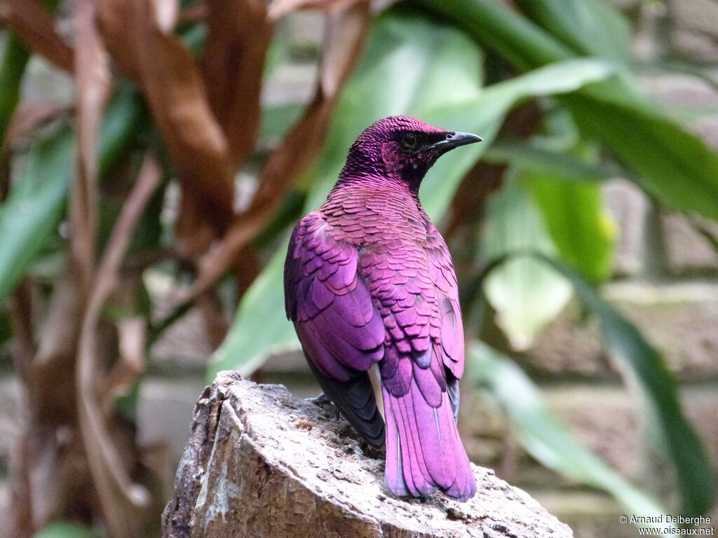 Violet-backed Starling