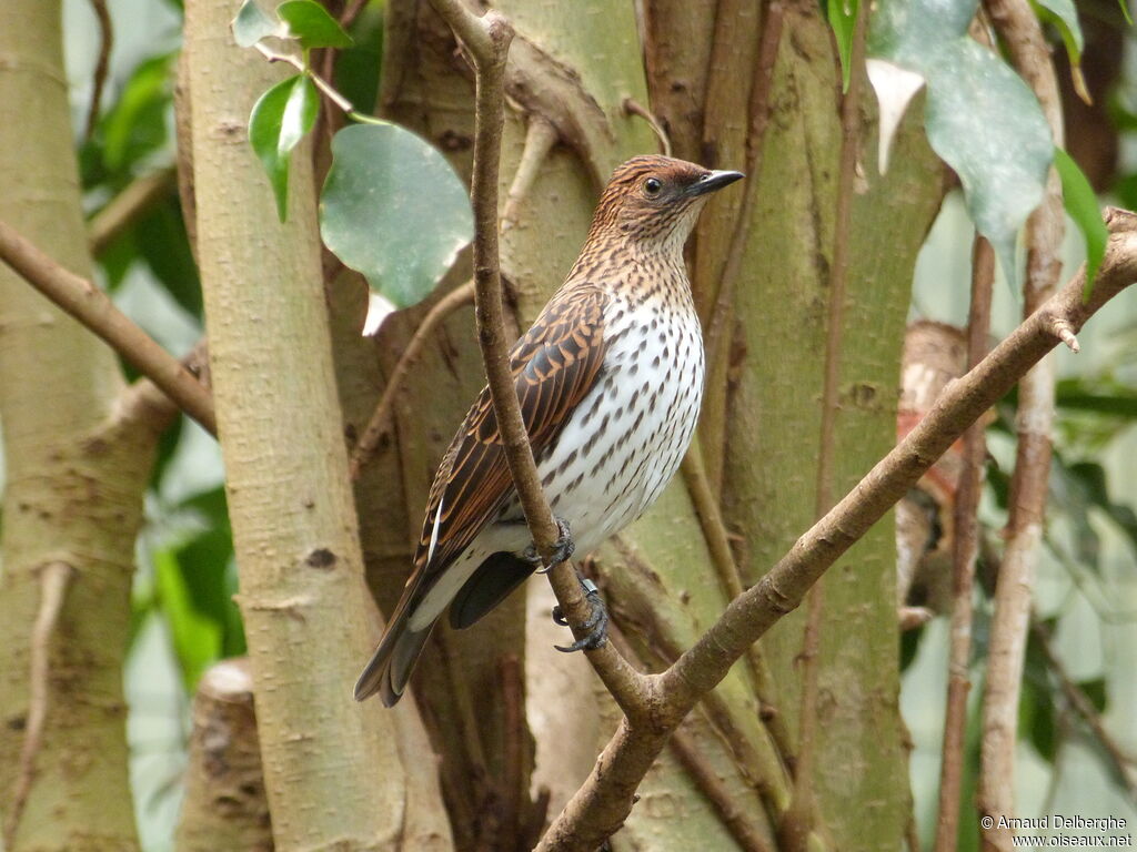 Violet-backed Starling female