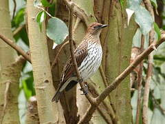 Violet-backed Starling