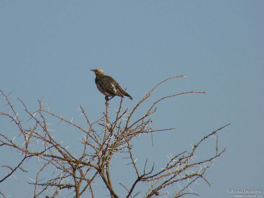 Fischer's Starling