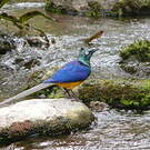 Spréo royal