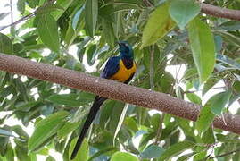 Golden-breasted Starling