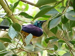 Golden-breasted Starling