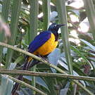 Spréo royal