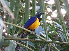 Golden-breasted Starling