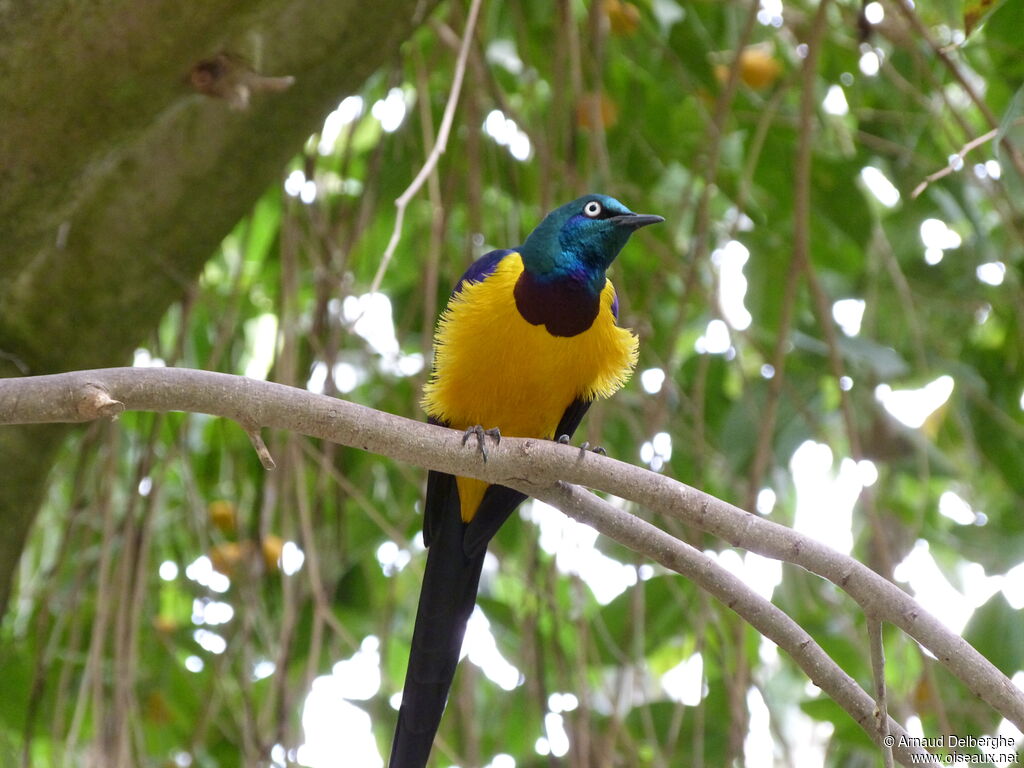 Golden-breasted Starling