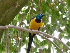 Golden-breasted Starling