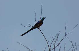 Golden-breasted Starling