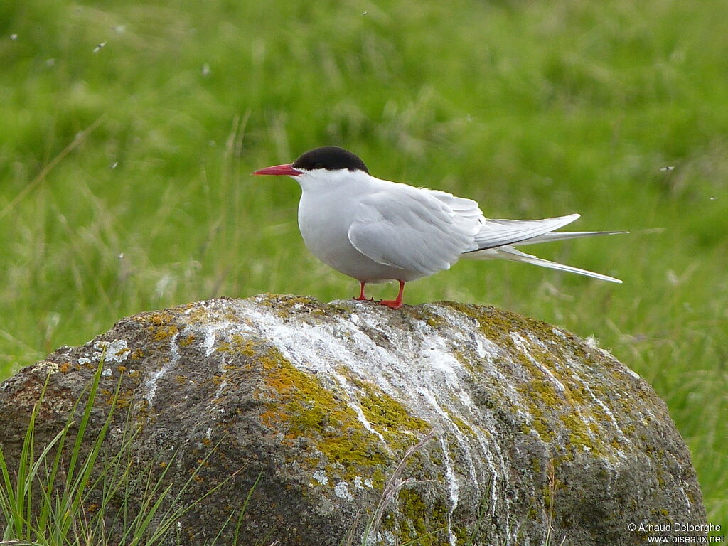 Arctic Tern