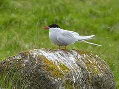 Arctic Tern