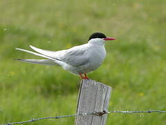 Arctic Tern