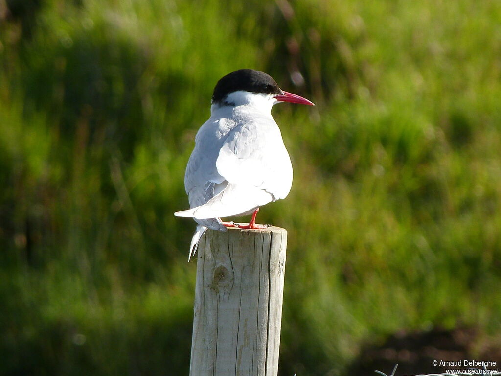 Arctic Tern