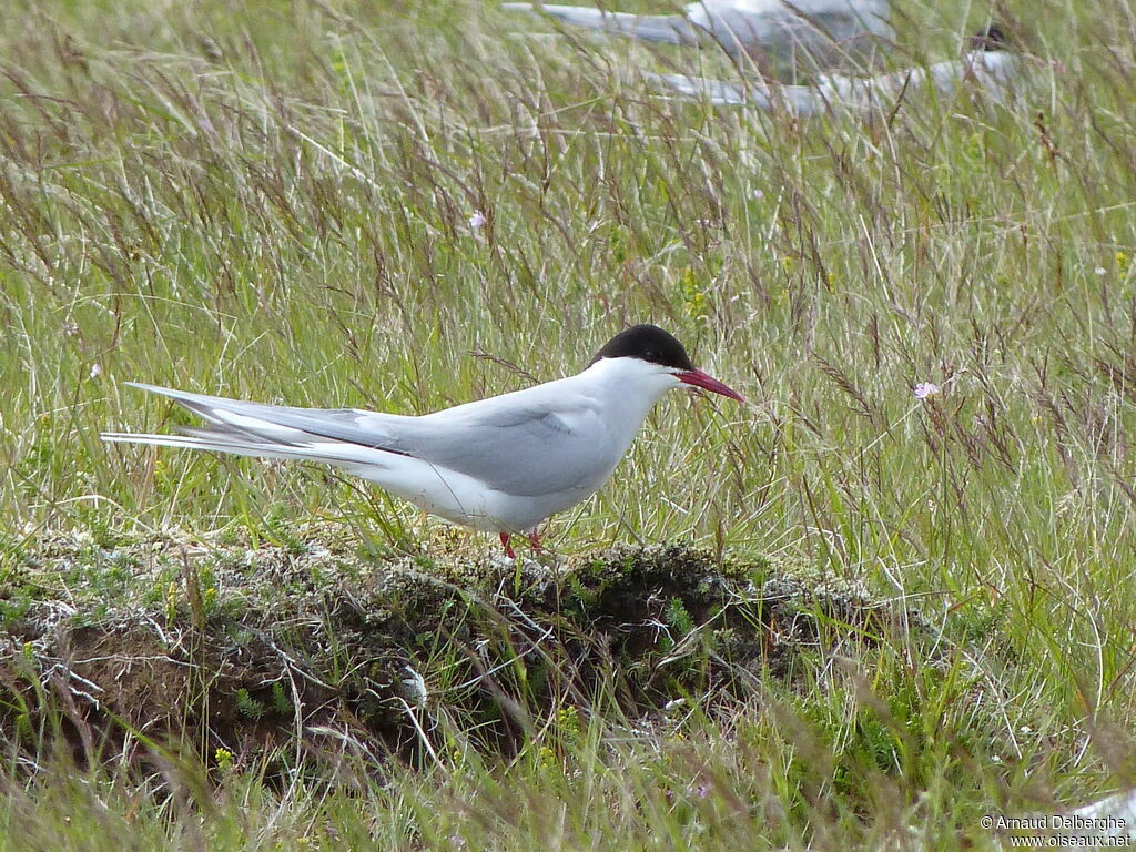 Arctic Tern