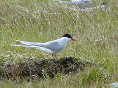 Arctic Tern