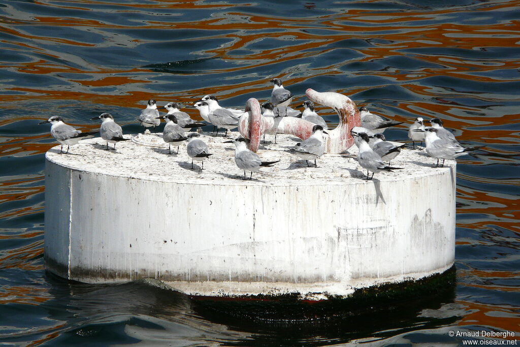 Sandwich Tern