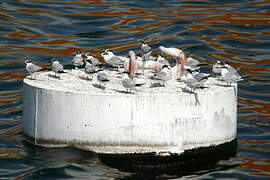 Sandwich Tern