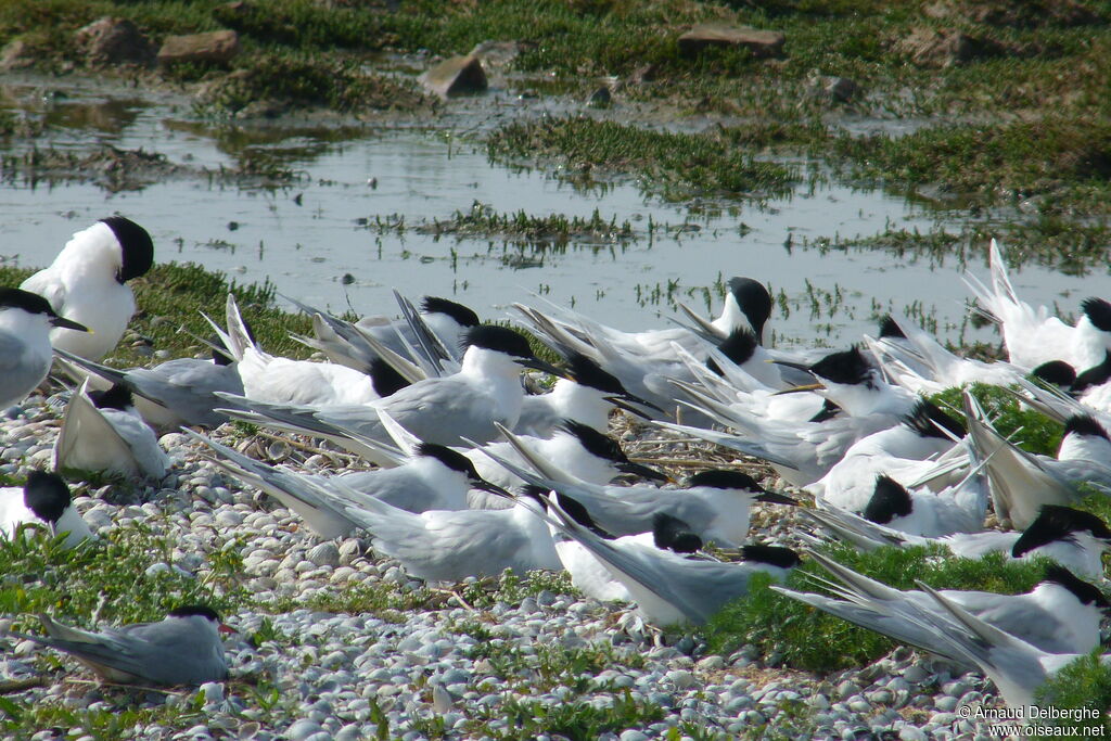 Sandwich Tern