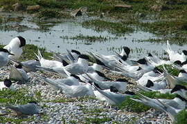 Sandwich Tern