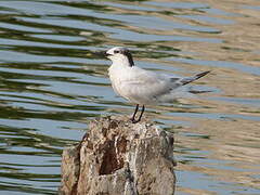 Sandwich Tern