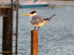 Greater Crested Tern